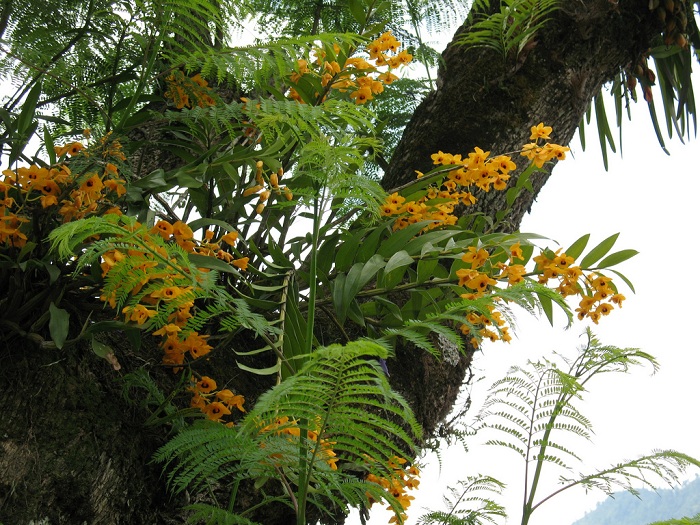 Dendrobium fimbriatum